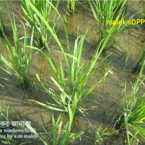 চুঙ্গী পোকা