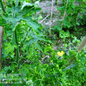 করলার লিফ কার্ল রোগ