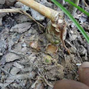 আদার কন্দ পঁচা রোগ