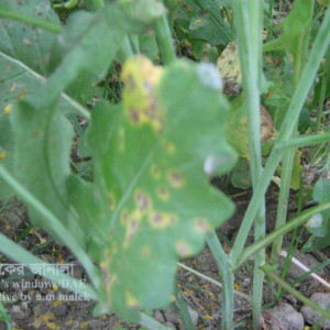 সরিষার পাতা ঝলসানো রোগ