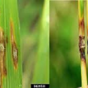 ধানের ব্লাস্ট রোগ
