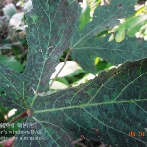 ঢেঁড়শের সুটিমোল্ড রোগ