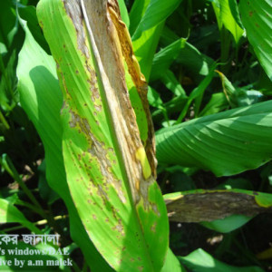 হলুদের পাতার দাগরোগ