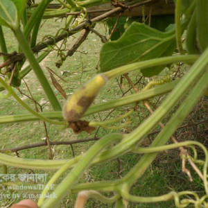 লাউয়ের মাছি পোকা