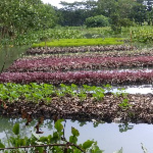 বরইতলা, ভৈরবপাশা, নলছিটি, ঝালকাঠি। (2)