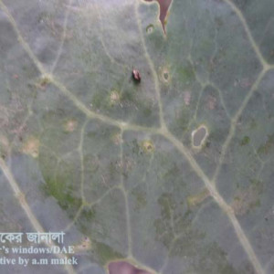 বাঁধাকপির ফ্লি বিটল পোকা
